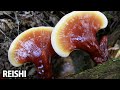 Camper's Guide to Mushroom Identification