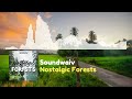 [TAKEN DOWN] Soundwaiv - Nostalgic Forests // Melodic House [Official Visualizer]