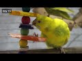 Taming My Budgie Jasper | Day by Day