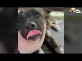 Stray Dog Who Was Impossible To Catch Walks Through Rescuer's Door | The Dodo