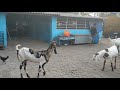 Female goats | rs goat farm |