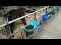 Calf rearing, calf health tips, calf rearing tips. Pneumonia in calves