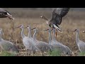 Sandhill Cranes and Snow Geese   March 3 2024