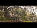 Rain on the window at Mt Glorious, Brisbane, Queensland.