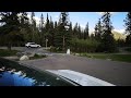 क्यानडेली जरायो - मान्छे नजिकै बान्फ राष्ट्रिय निकुञ्जमा । Elk grazing in Banff National Park Canada