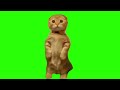 green screen cute confused cat