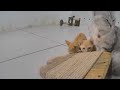 😍 Funniest Cats 😂 Best Funniest Catss Video 2024 🐶🐱