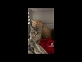 Cute Cats that Will Cheer You Up When You're Sad 🥰❤ - Funny Cats Videos 2021 🐱😂