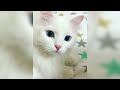 12 Minutes of Funny Cat Videos - EP 139