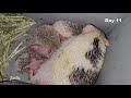 Hedgehog babies growing up 1 to 14 days, hoglets