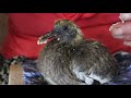 Feeding a Rescued Baby Wood Pigeon  Alimentar paloma torcaz rescatada  Nourrir bébé pigeon ramier