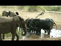 Elephants of Africa | Half an hour of wild elephants | 4K Cinematic