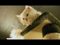 @cute cat hanging high# short video