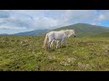 Newborn Welsh Mountain Pony, #northwales #snowdonia  #shorts #short #visitwales