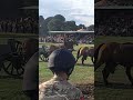 British  Artillery Horses Pulling Cannons at Chatsworth Country Fair 2023