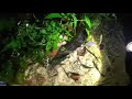 rainbowfish patio pond at night