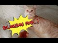 Anak kucing lucu mencari bapaknya❓