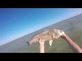 Catching a LIMIT OF WALLEYE from SHORE (Lake Erie)