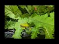 Starving one-eyed tree frog feeding