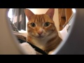 LIVING WITH CATS - Cat Man Chris Vlog 1