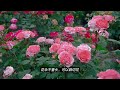 珊瑚果冻 Corail Gelee，想要花期长，耐晒又耐热，那你一定不能错过她  #rose #review #rosa #月季 #珊瑚果冻 #CorailGelee