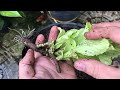 Hydrangeas grow super sprouts thanks to papaya sap