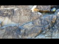 White Tank Mountain Petroglyphs - Arizona