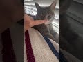 30 Seconds of Me Booping My Cat