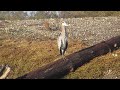 Great Blue Heron Enjoying A Sunny Day. Hood Canal, Washington