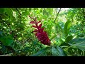 Samoa - Walk/view of Togitogiga waterfall