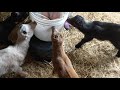 Goats drinking milk