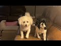 Bichon Coosie tries to get lulu to play with her, with no avail :(#shortsfeed#love#subscribe#