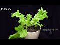 1087 Days in Just 30 Minutes - Growing Plant Time Lapse COMPILATION