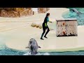 Super talented Dolphins 🐬 show at Seaworld #viral #dolphin #video #youtube #trending #seaworld #fyp