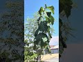 Self grown teak wood with umbrella sized leaves