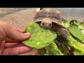 Meet My Tortoises! (Feeding, Enclosures, and More) - Daily Routine