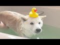 一か月ぶりの風呂が気持ち良すぎた柴犬