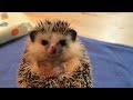 Hedgehog Care: Daily Hedgehog Routine