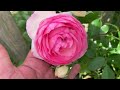 Roses Finally Starting to Sing Rose Garden Tour | 2nd Flush | David Austin Roses | Kordes Roses