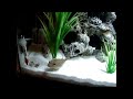 Tetraodon Abei - Freshwater Puffer Fish vs Crawdad