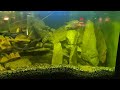 Warszawa, Polska. Aquarium with fish. Akwarium z rybami. [4K]