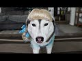 My Dogs Try On Funny Halloween Costumes 🎃 Trick or Treat?