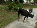 Doberman Vs Mailman