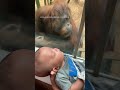 Curious orangutan taps glass, inspects baby at Louisville Zoo