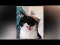 Naughty cats | A lot of positive - Funny Cat Fails