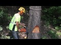 The Five Step Felling Plan: A Safe and Effective Way to Take Down a Tree with a Chainsaw