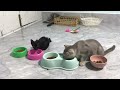 Funny ANIMALS videos 2024😜New Funny Cats and Dogs Videos🐶