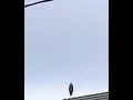 Crane Bird on top someone’s roof