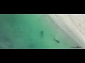 Dead Whale Attracts Largest Great White I've Filmed in California: Plus Hundreds of Leopard Sharks!