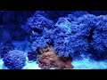 Clownfish (Nemo) hosting Xenia Colony